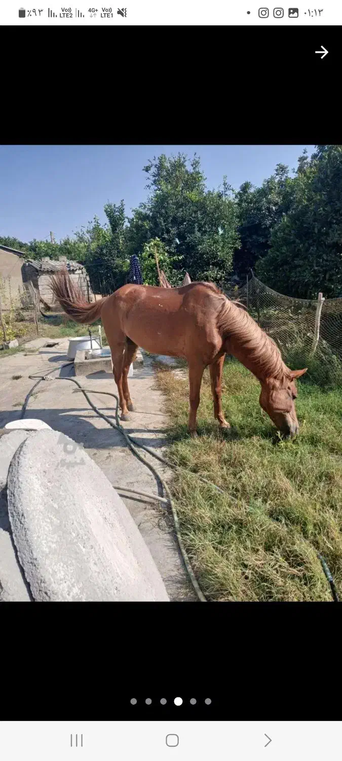 مادیان|اسب و تجهیزات اسب‌سواری|ساری, |دیوار