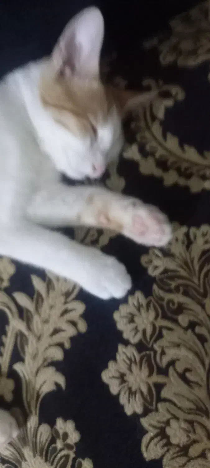 گربه گمشده|گربه|مشهد, فردوسی|دیوار