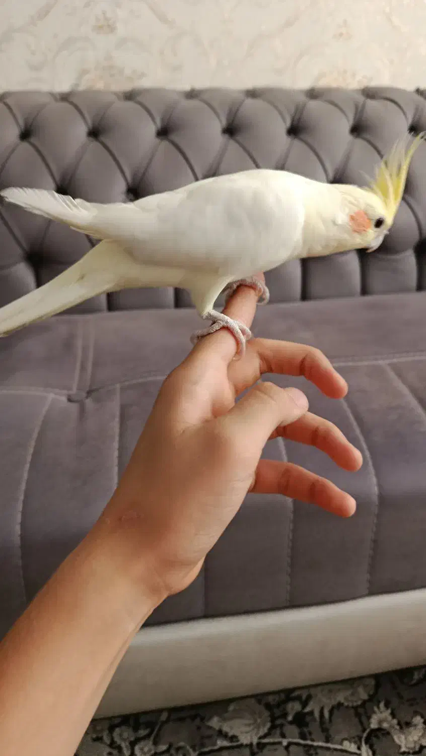 عروس هلندی دستی|پرنده|مشهد, نیزه|دیوار