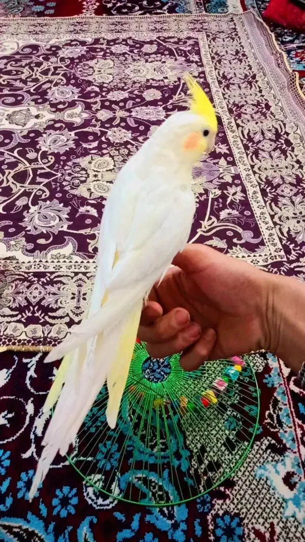 یک‌عدد‌عروس‌نر|پرنده|قیدار, |دیوار