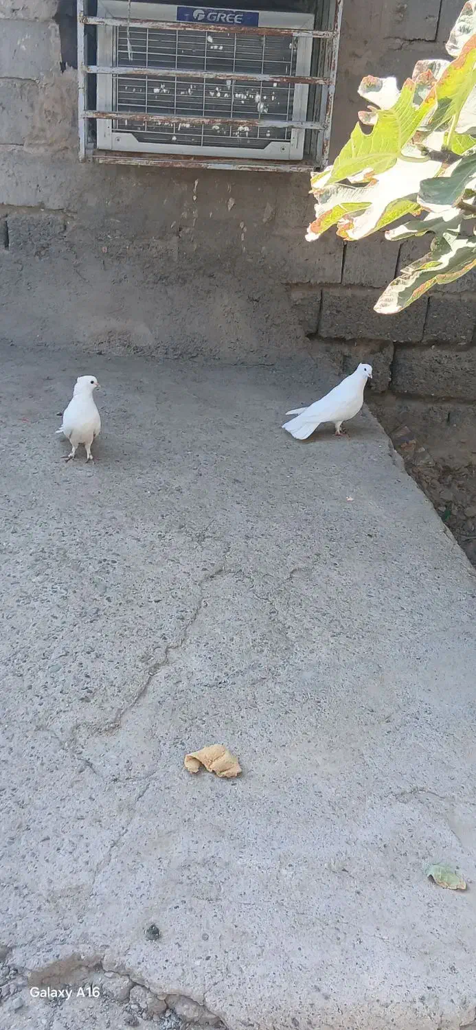 سلام جفت سفید کلاهی قلمپر سرحال|پرنده|عنبرآباد, |دیوار