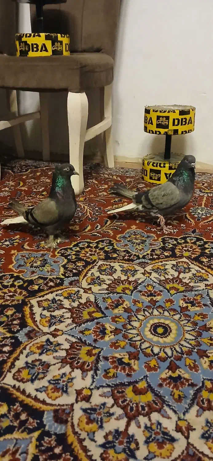 کفتر سبزدم سفید|پرنده|تهران, مینابی|دیوار