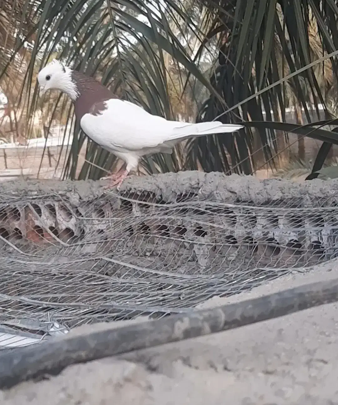 طوقی|پرنده|بم, |دیوار