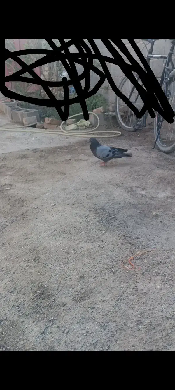 سبز گم شده|پرنده|کرباسک, |دیوار