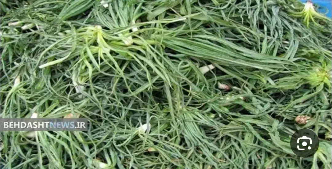 سبزی باغی شنگوقیمت ۱۲۰|خوردنی و آشامیدنی|مهاباد (اصفهان), |دیوار