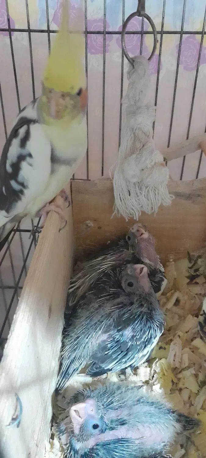 جوجه سرلاکی عروس هلندی|پرنده|لاهیجان, طالقانی|دیوار