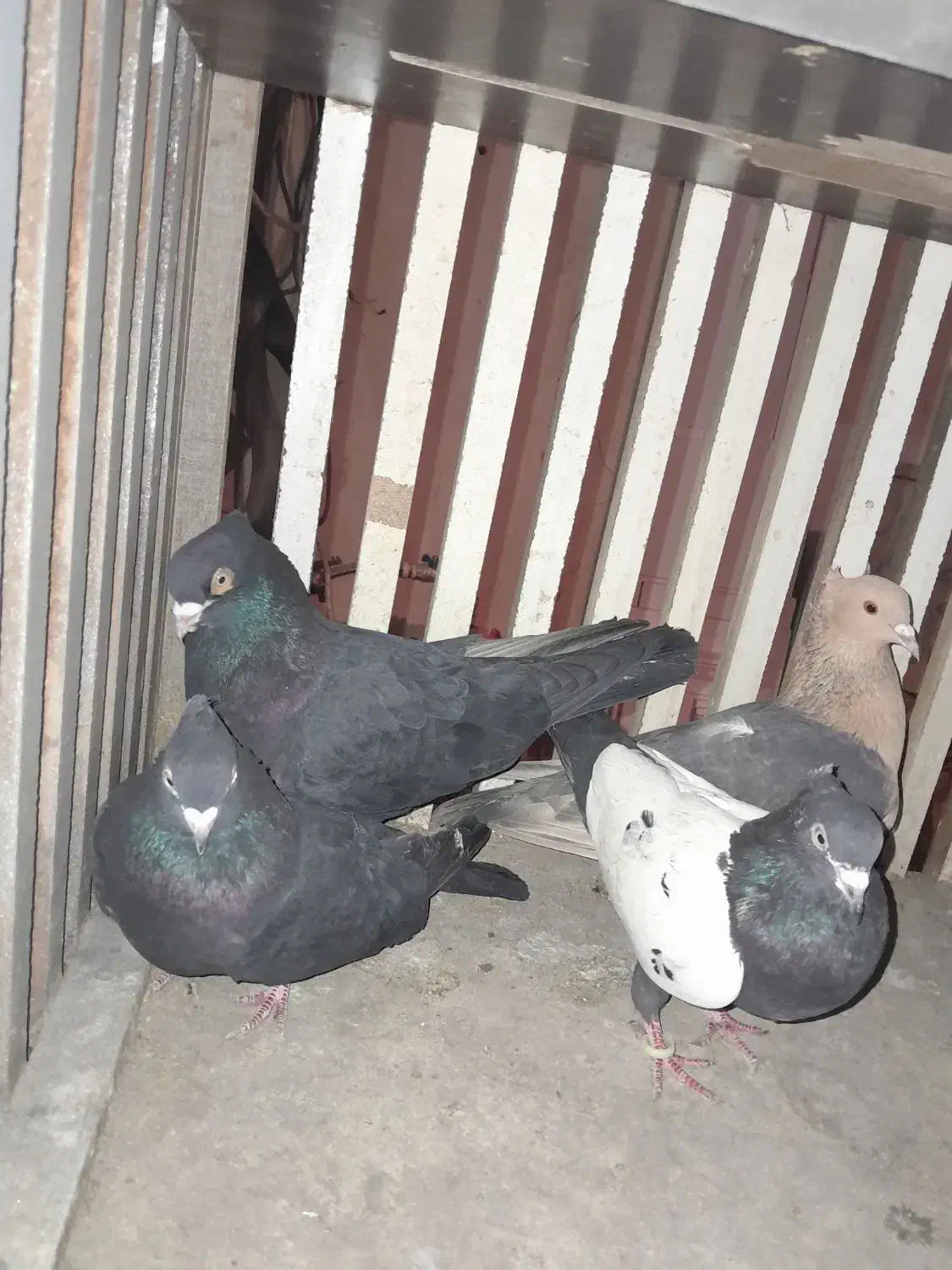 زاغ چشونوک سفید|پرنده|اصفهان, شیخ طوسی|دیوار