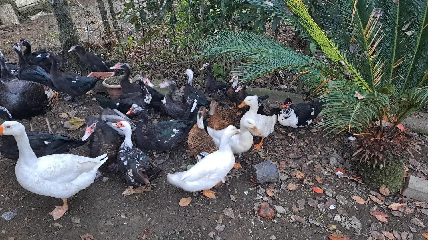 فروش اردک محلی و اسرائیلی و قاز و بوغلمون|حیوانات مزرعه|پرهسر, |دیوار