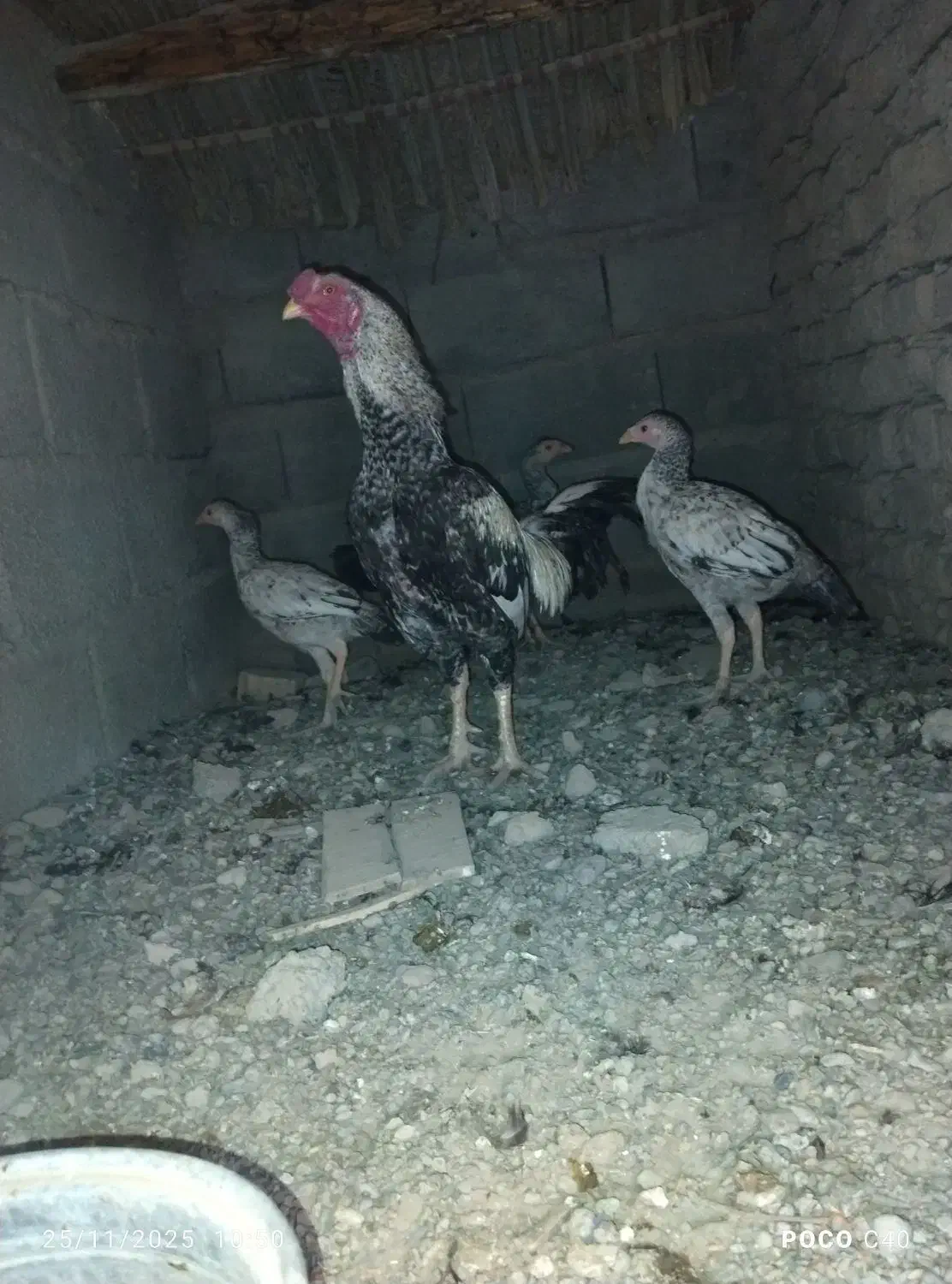 خروس لاری مایل به معاوضه|حیوانات مزرعه|پسکوه, |دیوار