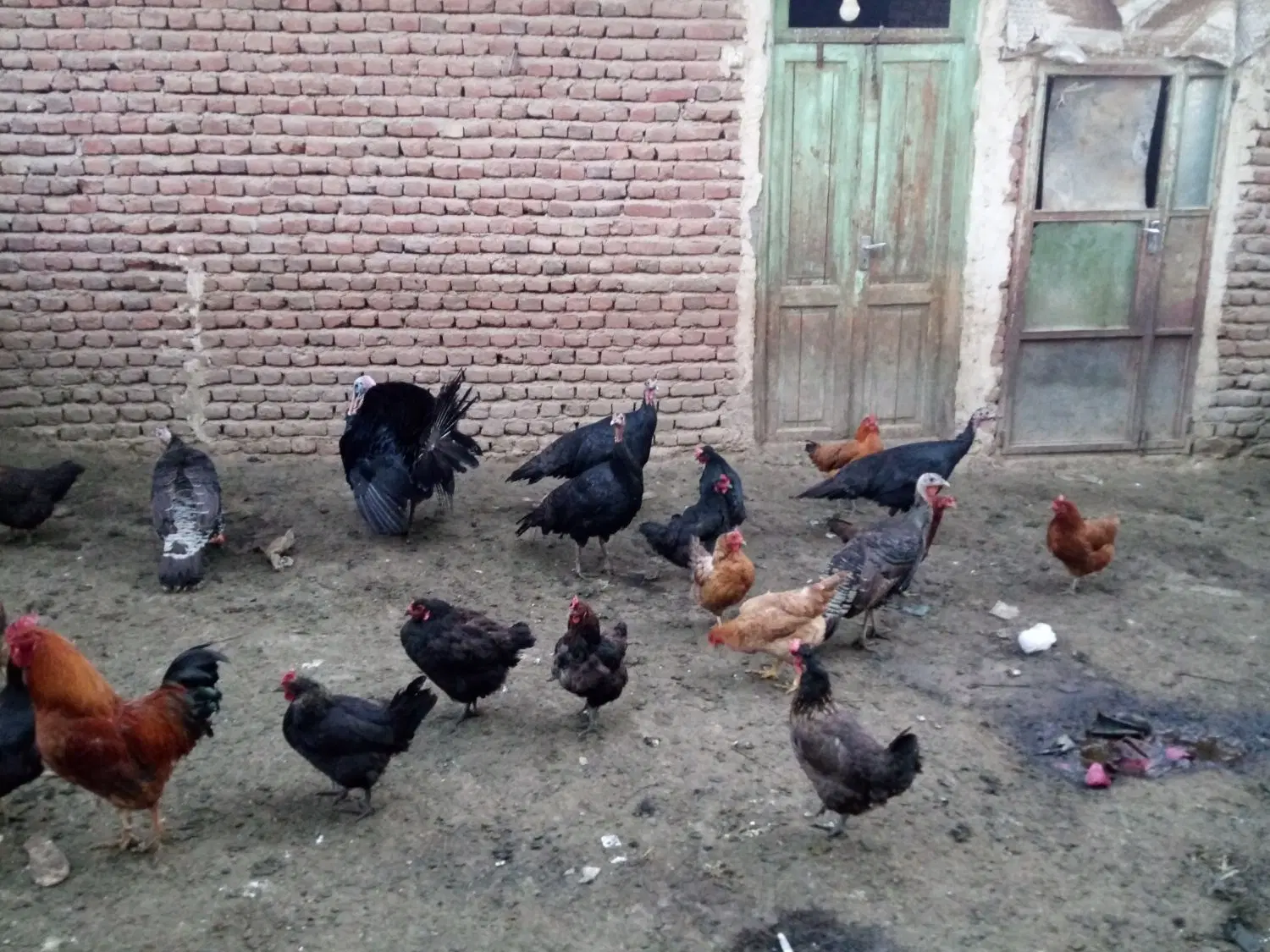 بوقلمون|حیوانات مزرعه|عجب شیر, |دیوار