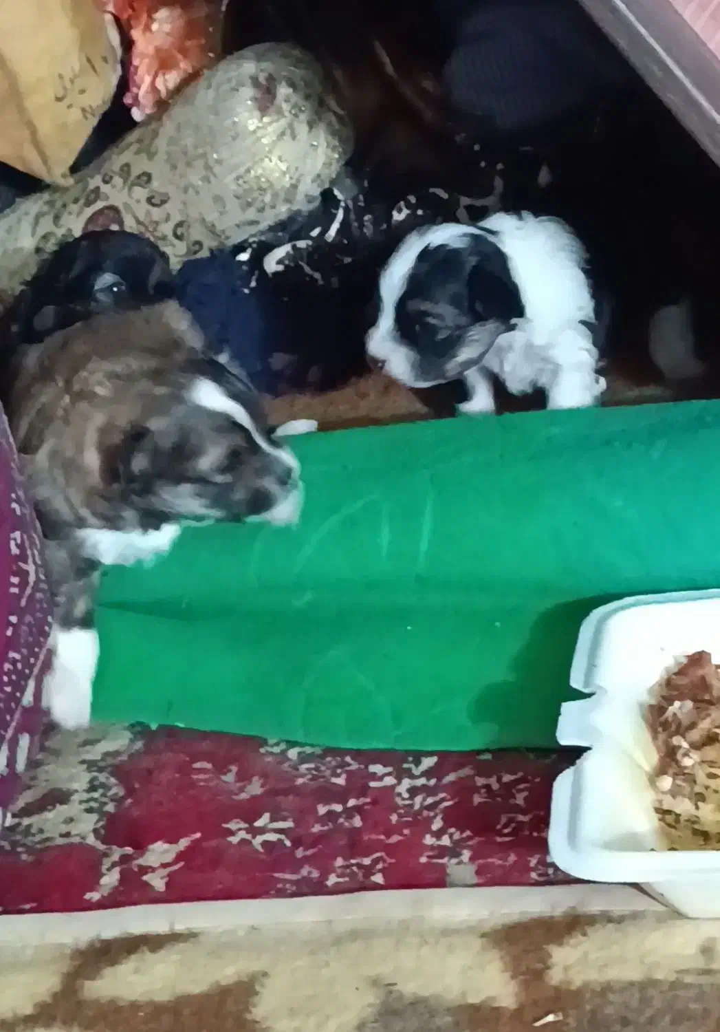 توله شیتزو|سگ|کرمان, |دیوار