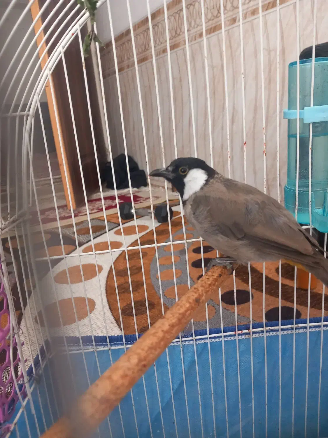 پرنده خوش آواز|پرنده|نیریز, |دیوار