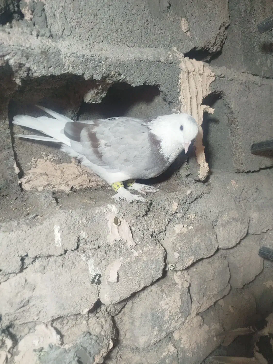 کفتر برشی پشتی نر|پرنده|جغتای, |دیوار