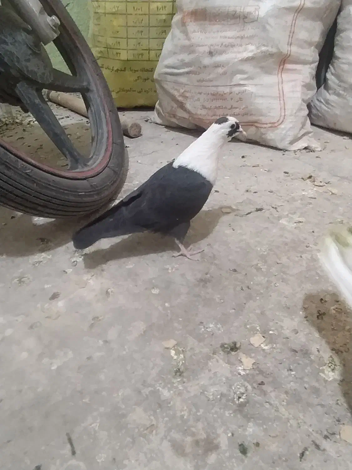 کلاغ. کفتر.کربلایی|پرنده|مشهد, کشف|دیوار