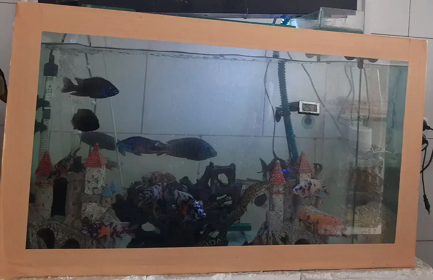 آکواریوم بزرگ یا متوسط|ماهی|ری, دولتآباد|دیوار