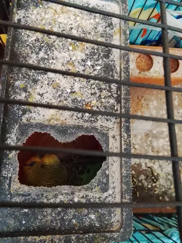 مرغ عشق|پرنده|هشتگرد, هشتگرد قدیم|دیوار