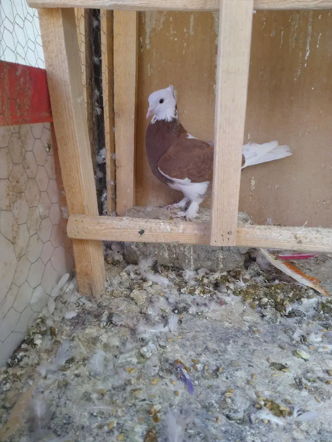 کفتر و کبوتر پرشی|پرنده|محمدشهر, عباس آباد|دیوار