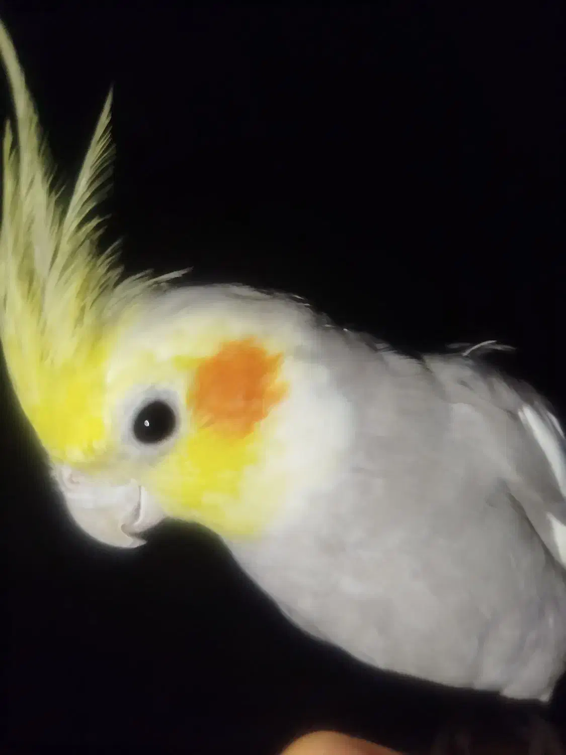 عروس|حیوانات|دهگلان, |دیوار