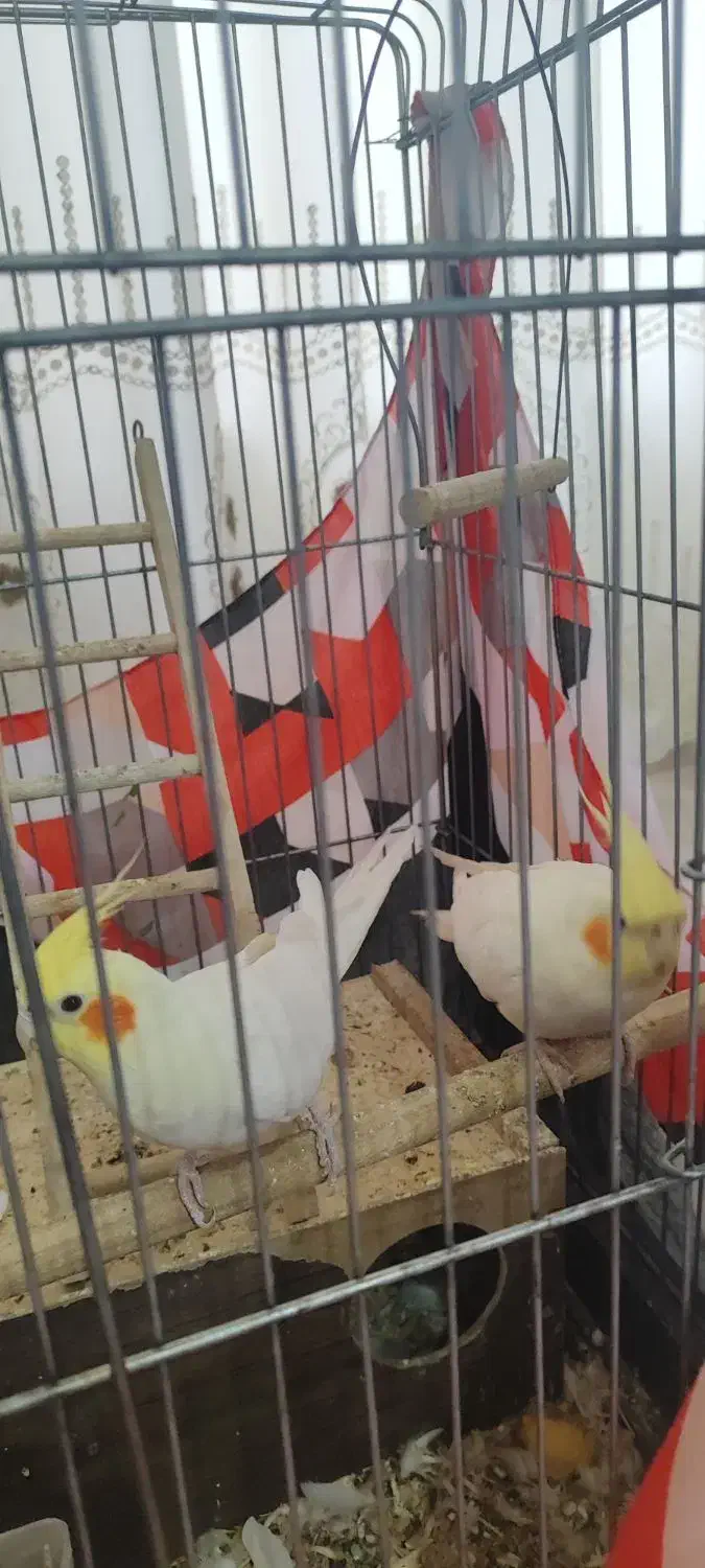 پرنده|پرنده|استهبان, |دیوار