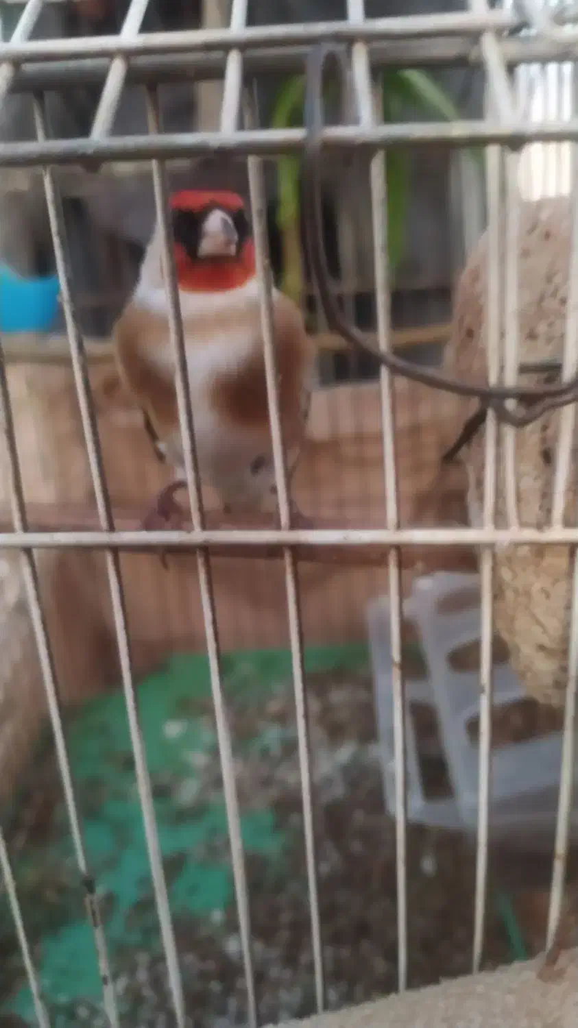 سهره|پرنده|دزفول, |دیوار