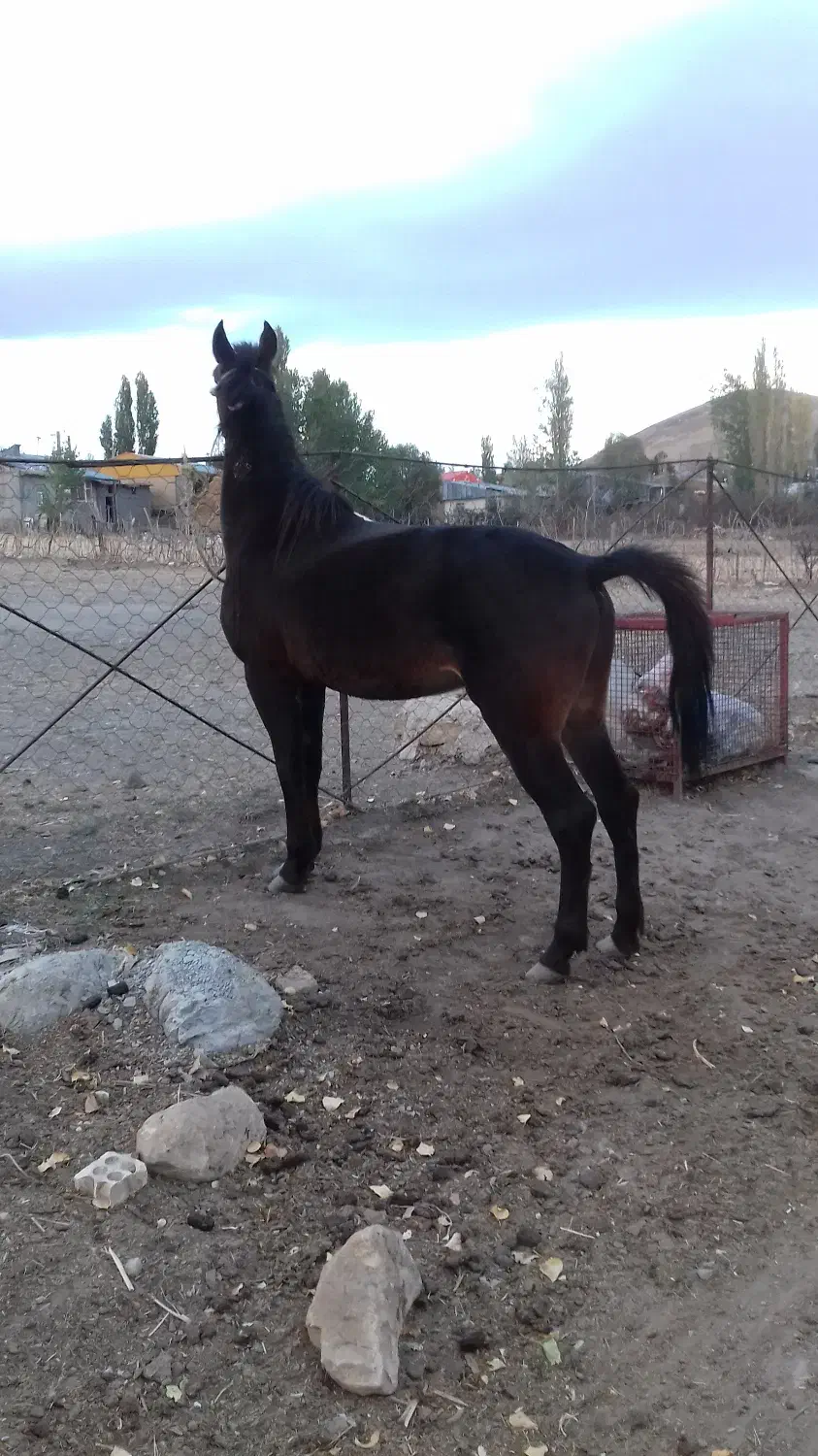 اسب نریان چهارساله یورقه رو وکورسی|اسب و تجهیزات اسبسواری|خلخال, |دیوار