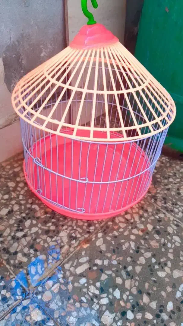 خرگوش لوپی با قفس|موش و خرگوش|زاهدان, |دیوار