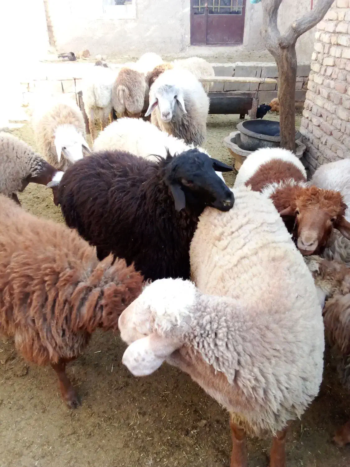 همه بره ها نر بزغاله هم هست|حیوانات مزرعه|اسفراین, |دیوار