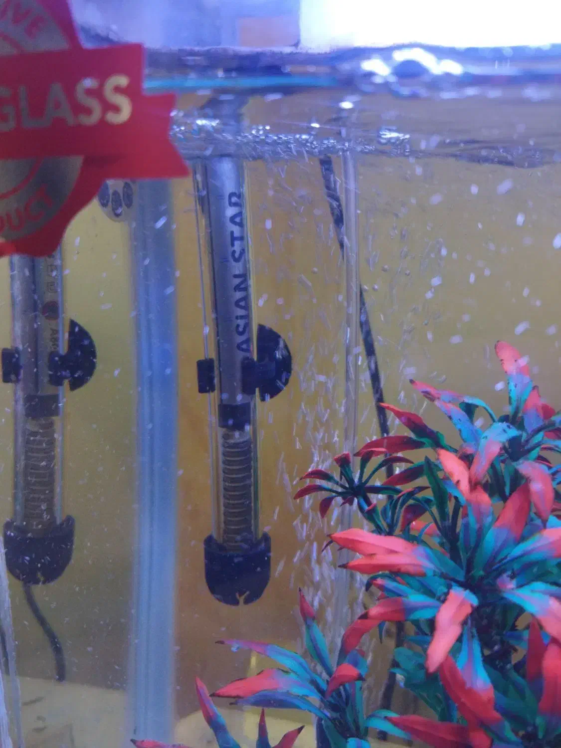 آکواریوم|ماهی|سهند, |دیوار