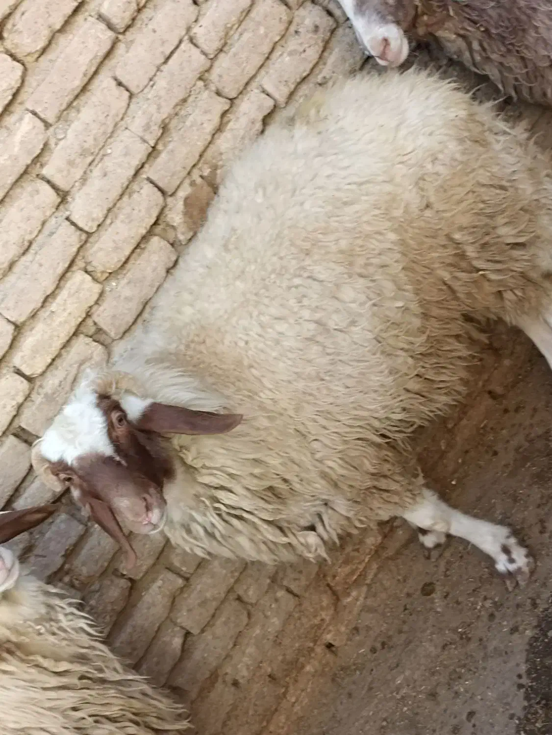 گوسفند|حیوانات مزرعه|کرمانشاه, |دیوار