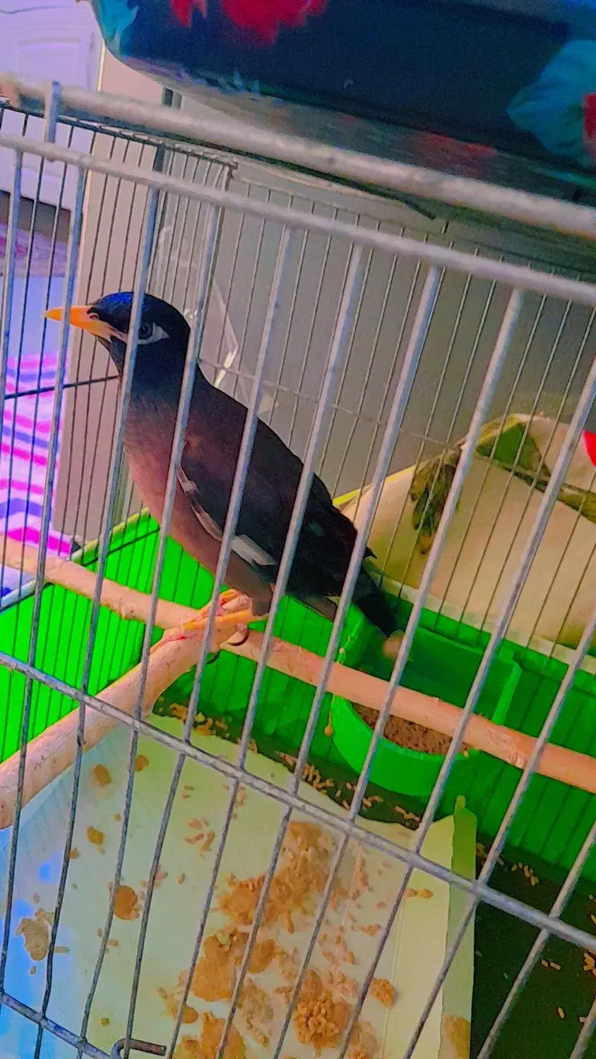 مرغ مینا سرحال و دستی ، همراه با وسایل|پرنده|قم, سراجه (۱۵ خرداد)|دیوار