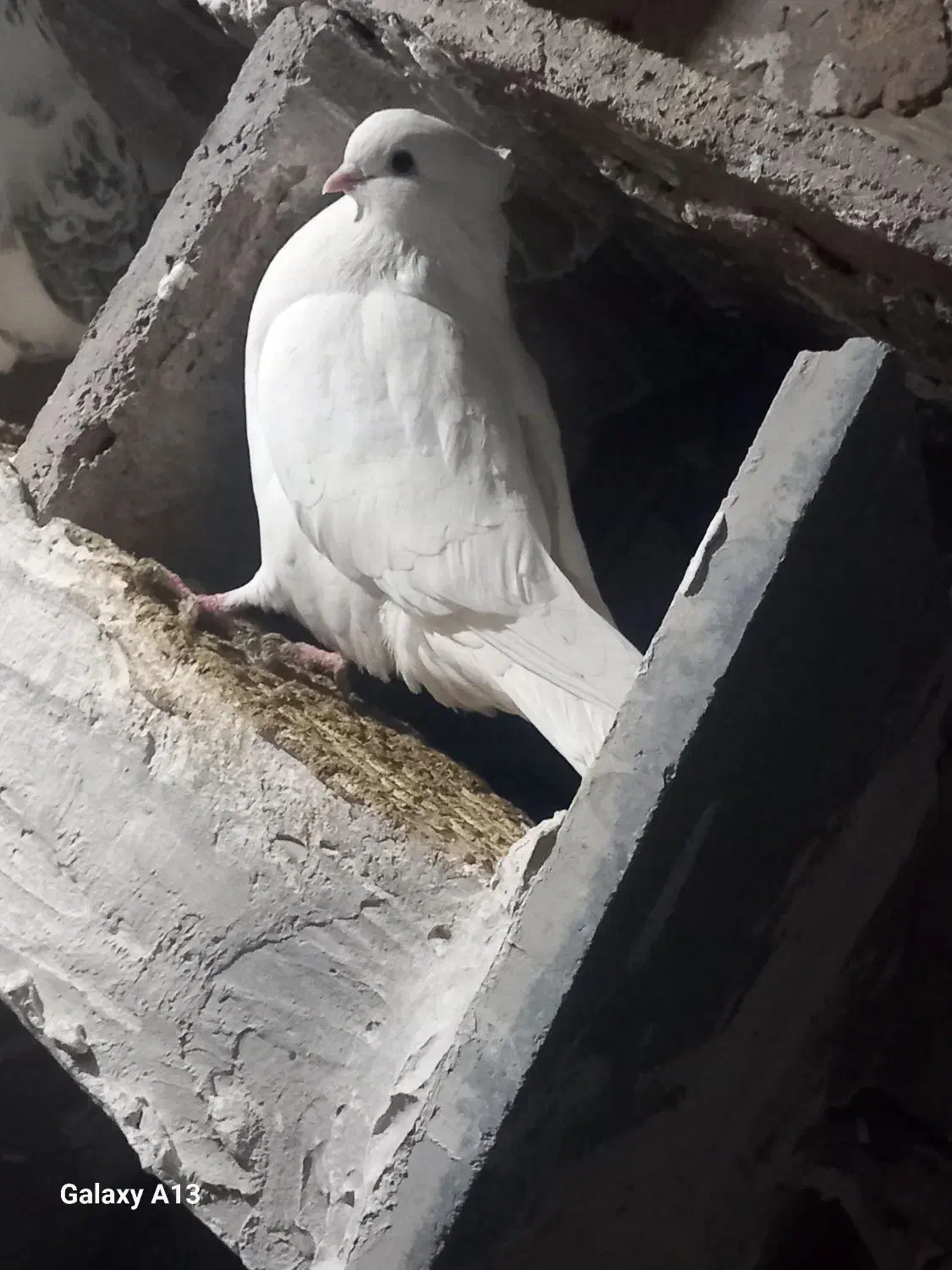 کبوتر|پرنده|شاهرود, |دیوار