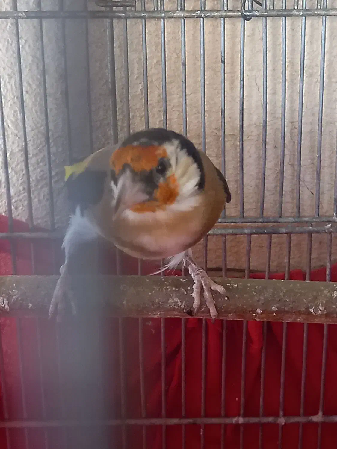 فروش سهره گل بلند جوجه سال|پرنده|شیراز, قلات|دیوار