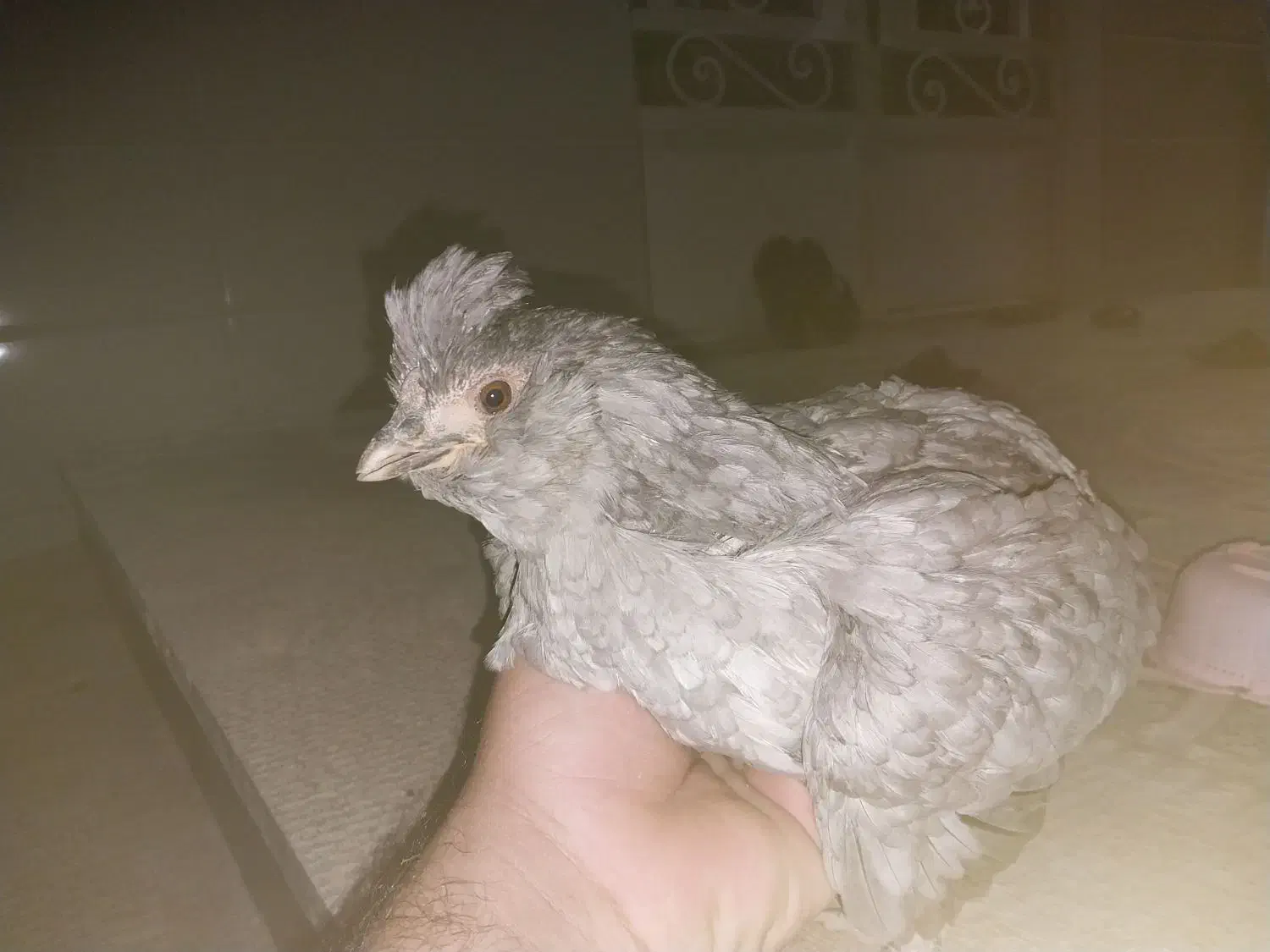 تخم نطفه دار گلین|حیوانات مزرعه|گیلان غرب, |دیوار