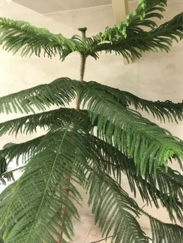 واگزاری رستوران|کافی‌شاپ و رستوران|رزن, |دیوار