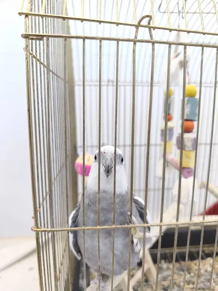 پرنده|پرنده|زرندیه, |دیوار