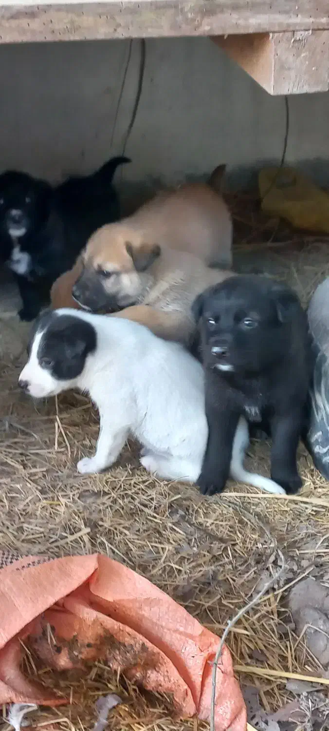 سگ رایگان|سگ|کوچصفهان, |دیوار