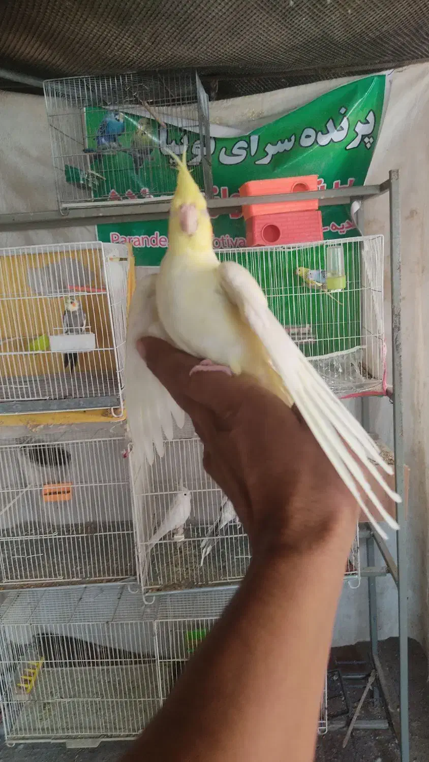 چند جفت عروس هلندی.|پرنده|درمیان, |دیوار