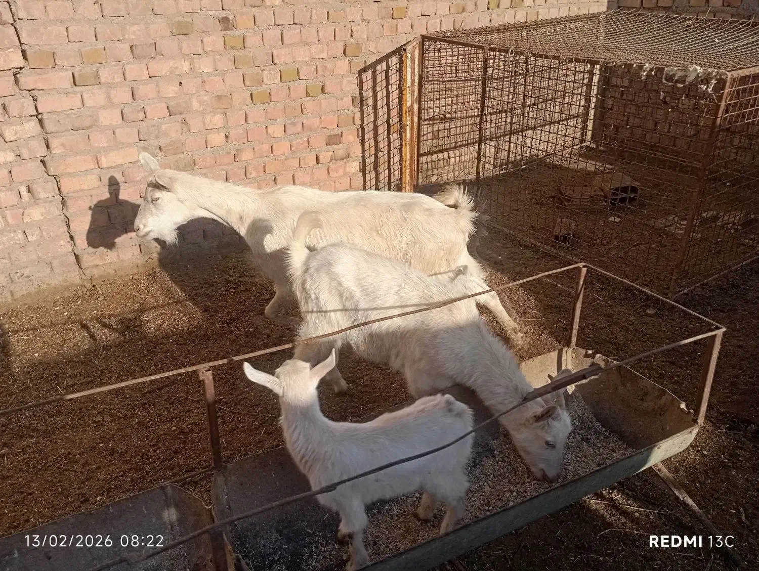 بز سانن|حیوانات مزرعه|نیشابور, ریوند|دیوار