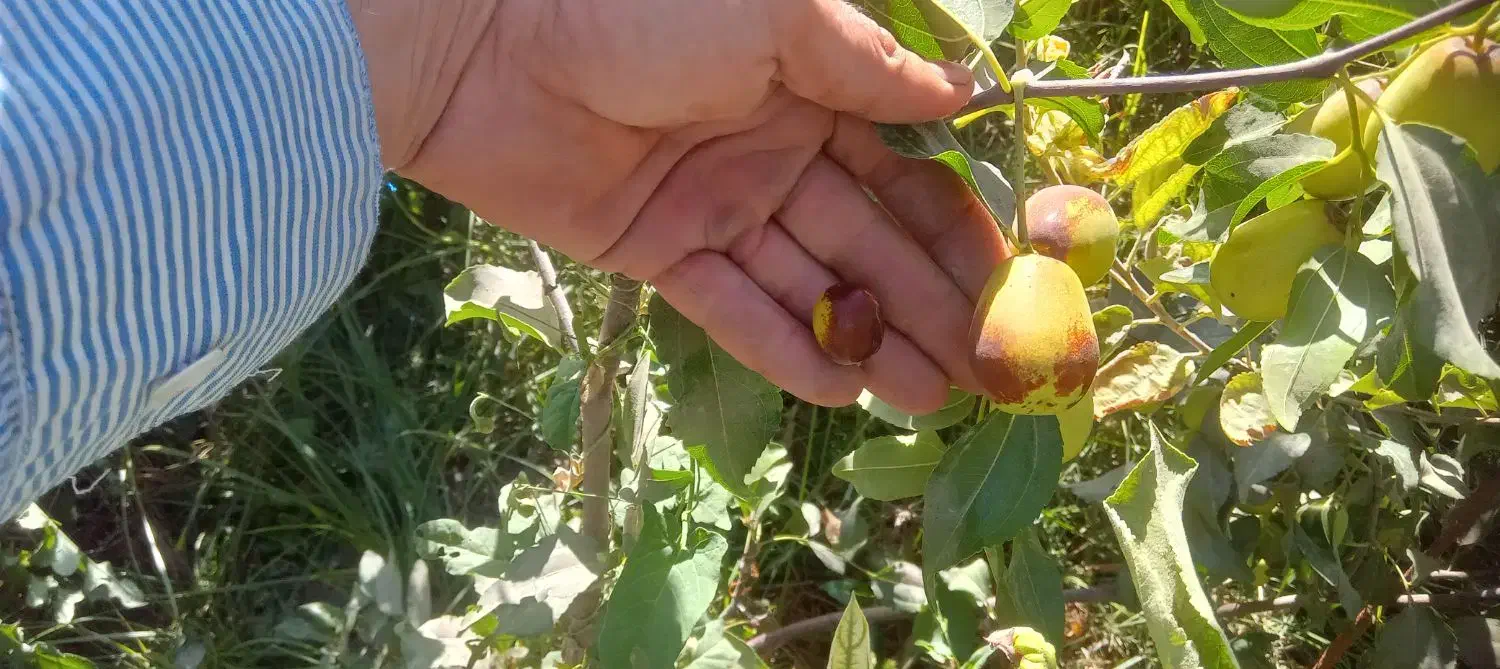 عناب گلابی اوکراینی پیوند،نهال درخت نهالستان مشهد|گل و گیاه طبیعی|مشهد, خواجه ربیع|دیوار