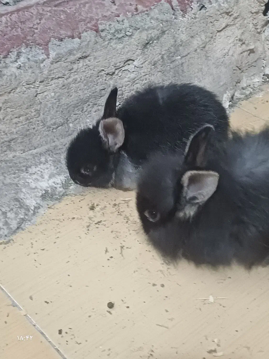 خرگوش|موش و خرگوش|بندرعباس, |دیوار