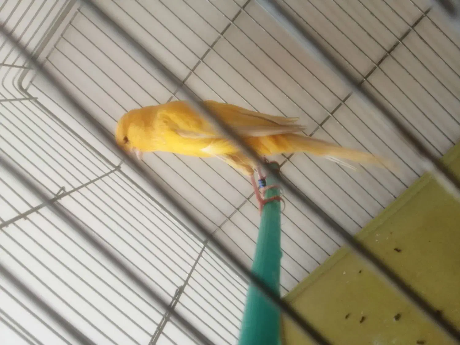 قناری ماده بلند آماده|پرنده|اصفهان, پوریای ولی|دیوار