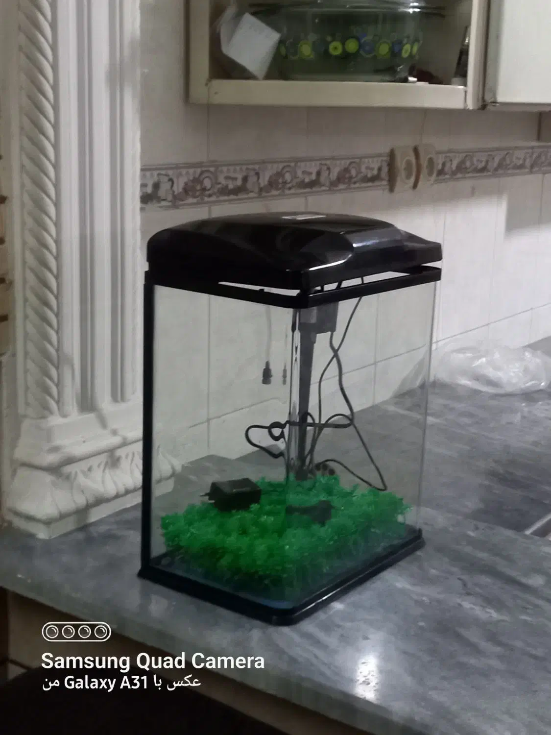 اکواریوم|ماهی|آبادان, |دیوار