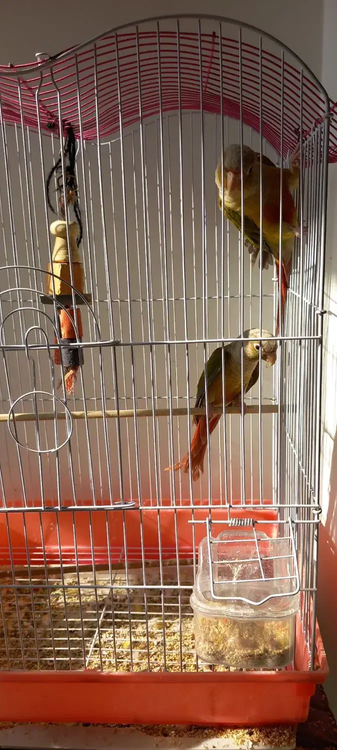 یک جفت  گرینچیک نر و ماده|پرنده|کرج, کوی امامیه|دیوار