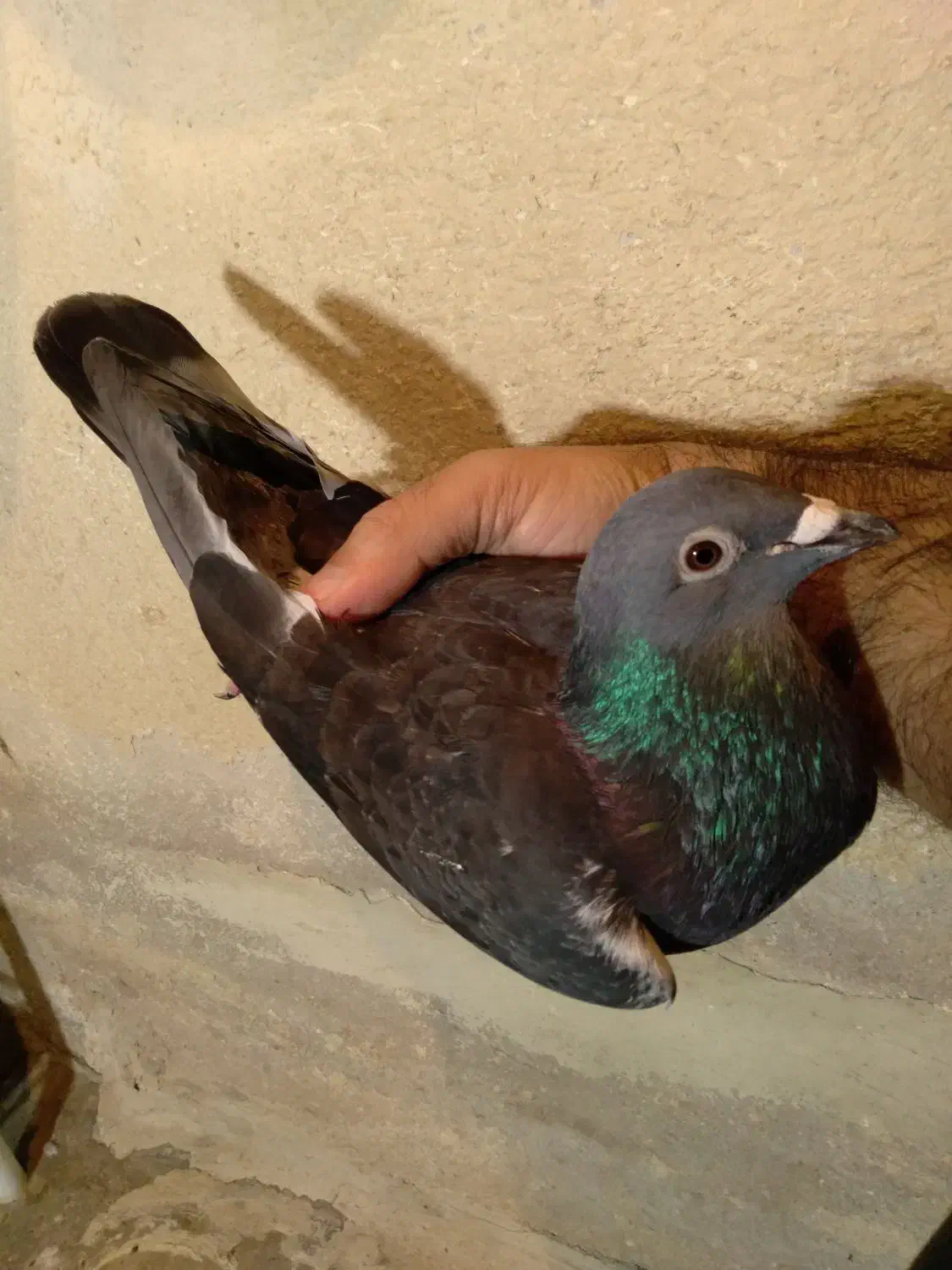 کبوتر پلاکی مسافتی جان اردن خون خالص خالص|پرنده|تهران, بوستان ولایت|دیوار