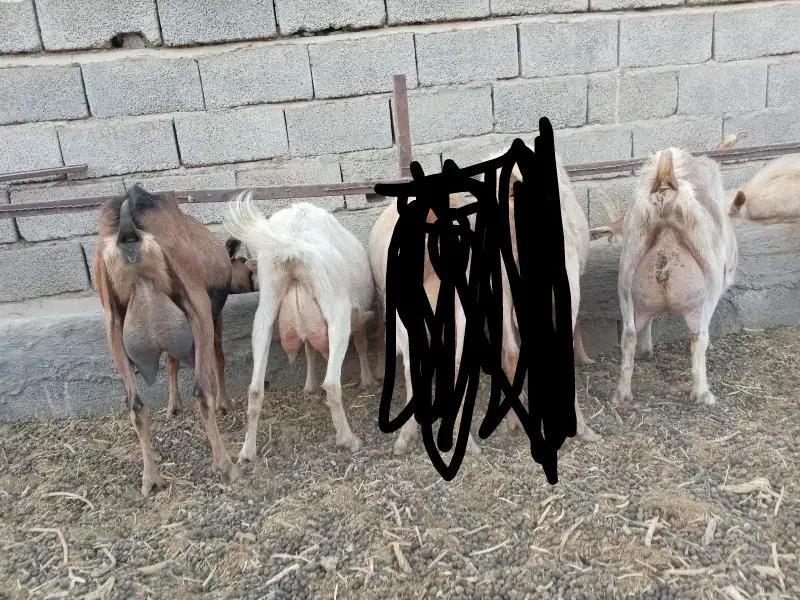 بز شیری سانن آلپاین|حیوانات مزرعه|کرمان, |دیوار