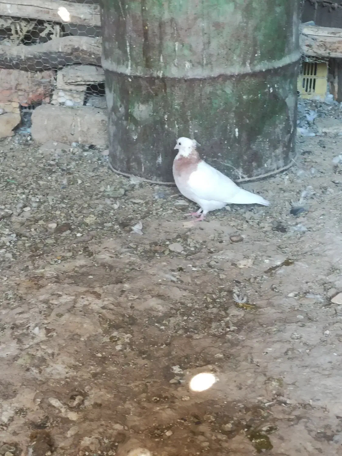 پرنده کفتر|پرنده|صدرا-فارس, فاز ۱|دیوار