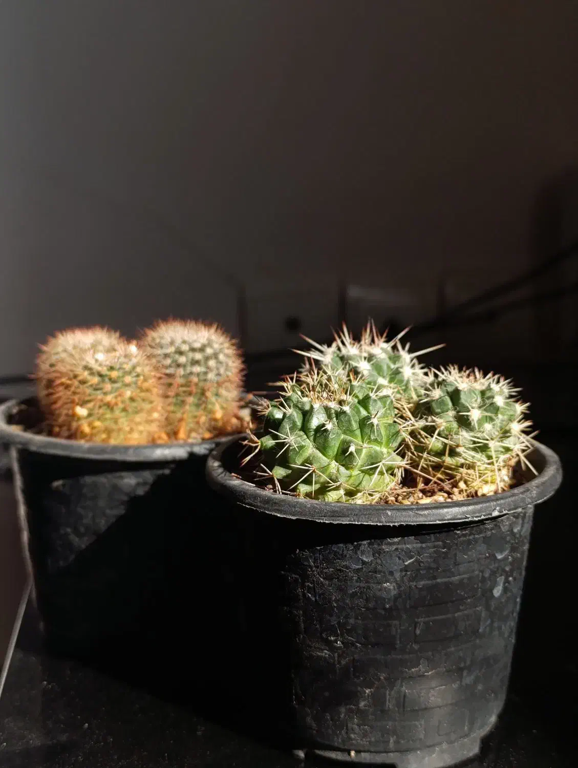 گیاه کاکتوس|گل و گیاه طبیعی|بندرعباس, |دیوار