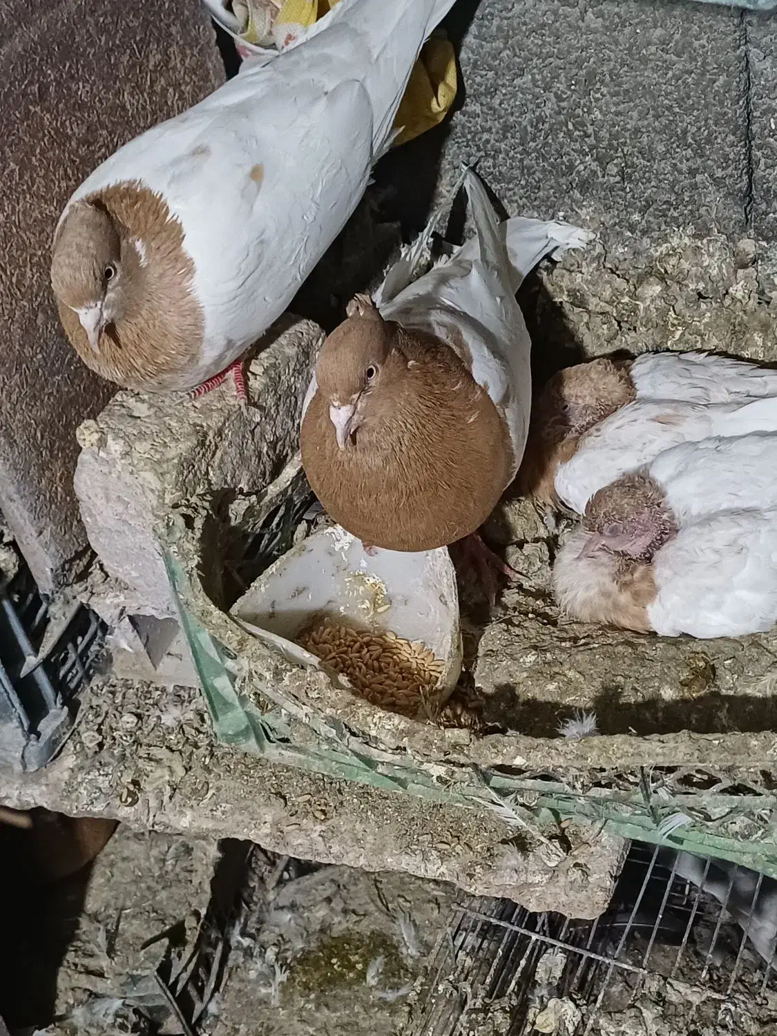 فروش کبوتر رنگی بفروش میرسید|پرنده|باسمنج, |دیوار