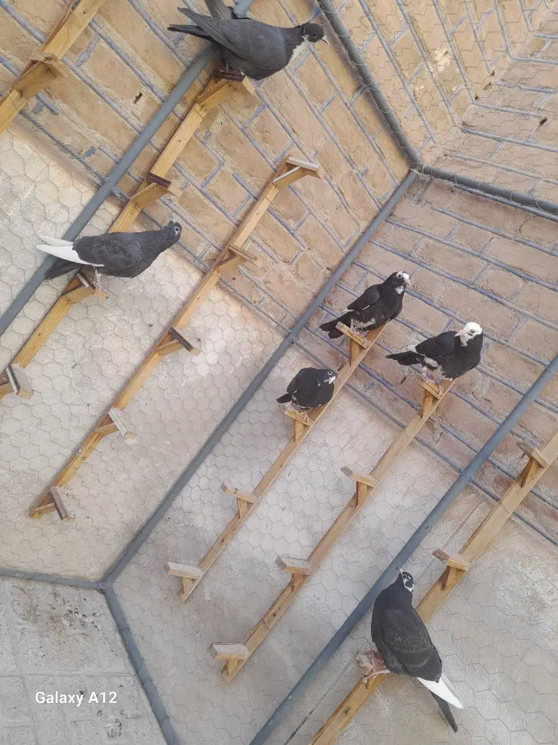 کفترپلنگ.ریش|پرنده|بیرجند, |دیوار