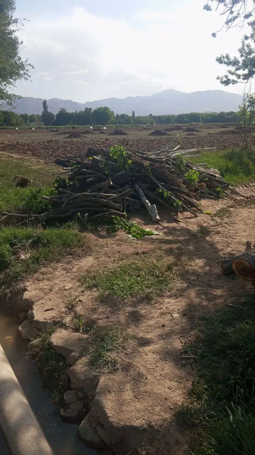 خریدار چوب|خدمات باغبانی و درختکاری|بجنورد, |دیوار